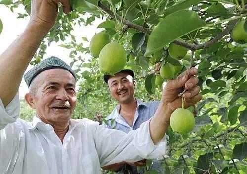 新疆草原风光掠影